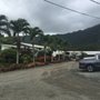 Photo of Hawaiian Sunshine Nursery