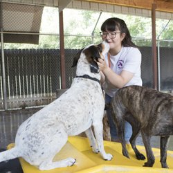 Canine Country Club - North Valley