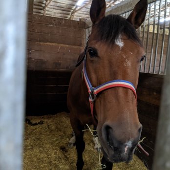 Tower Hill Stables - Horse Boarding Near Me - Hampshire, Illinois