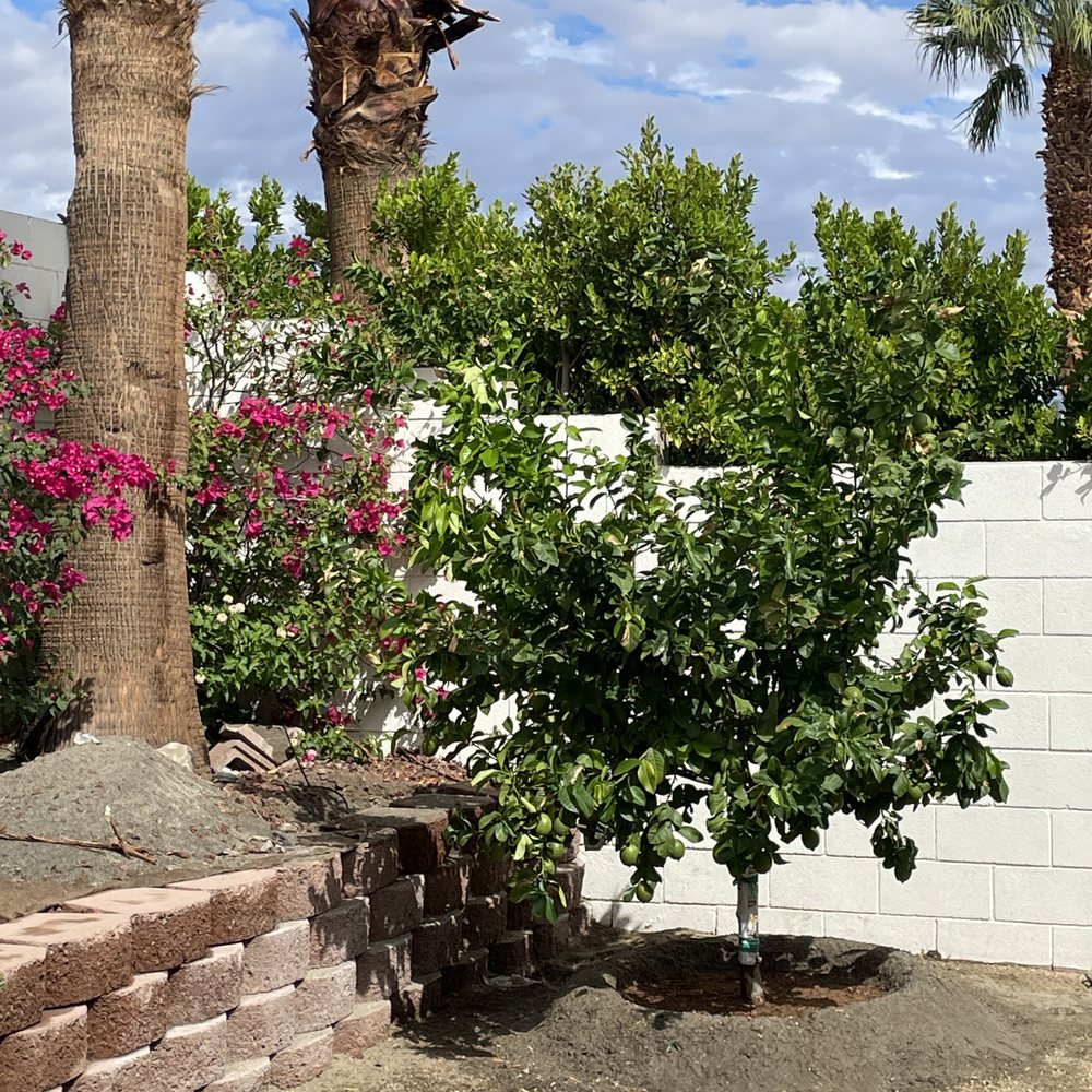 Moon Valley Nurseries - Eureka lemon - Nurseries & Gardening Near Me - Coachella, California