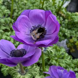Dehner - Anemone mit Hummel