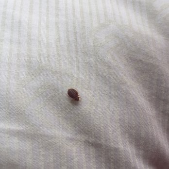The Waves Hotel - Bed bug - Hotels Near Me - Newport, Oregon The Waves Hotel - Bed bug - Hotels Near Me - Newport, Oregon