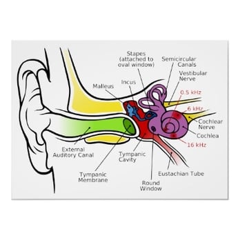 Hear USA - Audiologist Near Me - Westchester, Illinois Hear USA - Audiologist Near Me - Westchester, Illinois