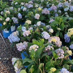 Thrive Nursery