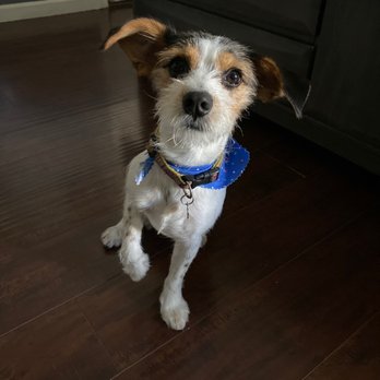 Vida pet grooming - Pet Sitting Near Me - Reseda, California