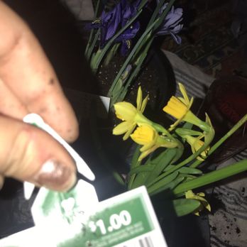 Walmart Supercenter - Perennials for only $1 - Department Stores Near Me - Austin, Texas Walmart Supercenter - Perennials for only $1 - Department Stores Near Me - Austin, Texas
