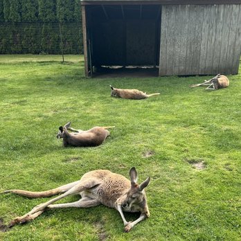 Fall City Wallaby Ranch - Ranches Near Me - Fall City, Washington