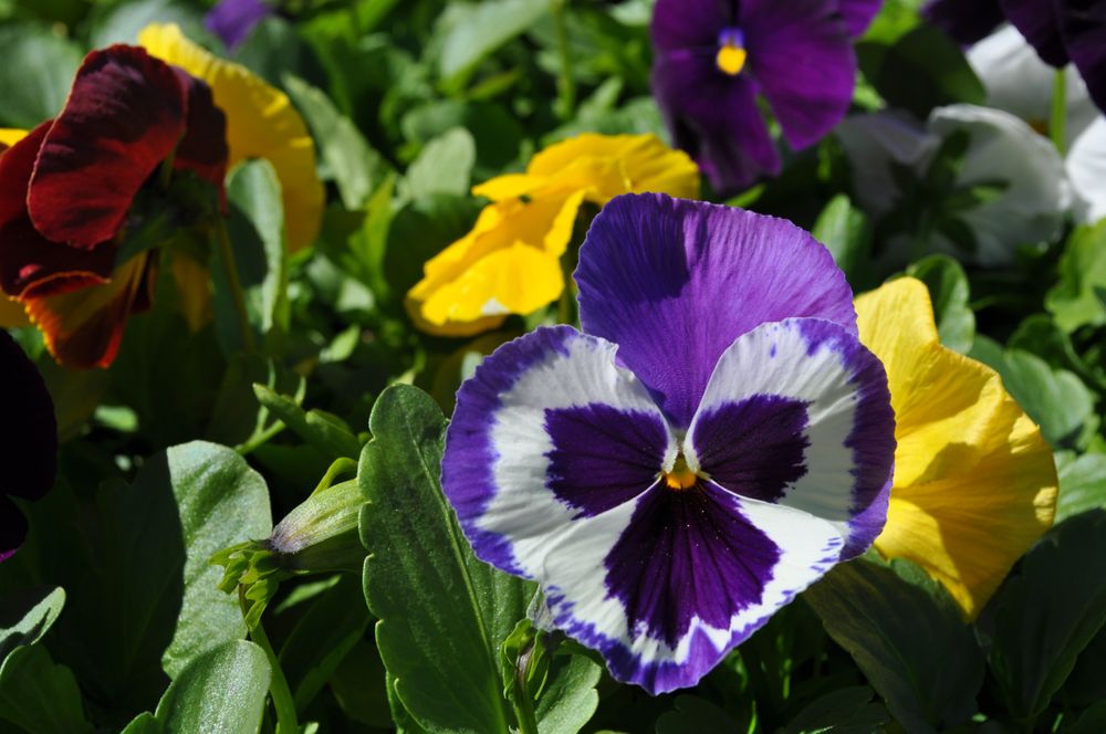 COUNTRY GARDENS OF ROWLEY Updated August 2024 157 Central St, Rowley, Massachusetts