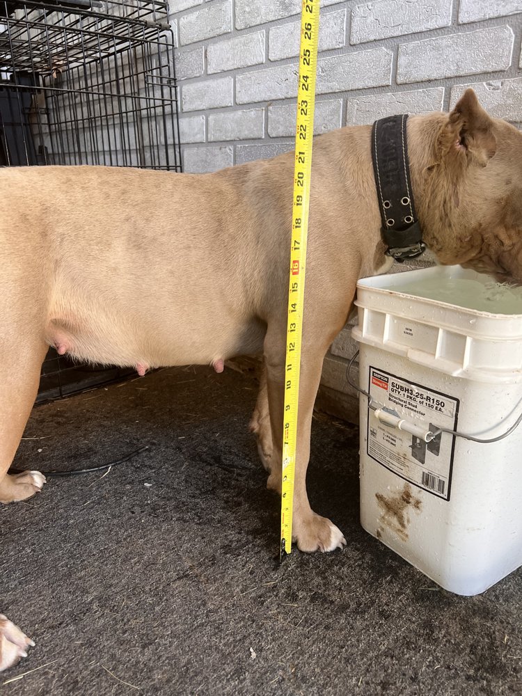 TOTHEMAX BULLIES KENNEL Request Information 12 Photos Omaha