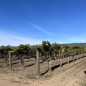 Chase Cellars - rows of vines in a vineyard - Wineries Near Me - Saint Helena, California Chase Cellars - rows of vines in a vineyard - Wineries Near Me - Saint Helena, California