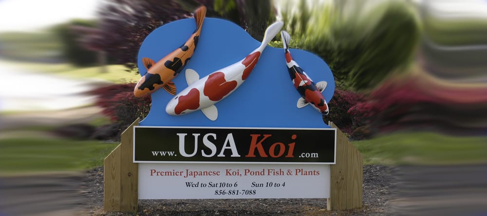 USA Koi Image
