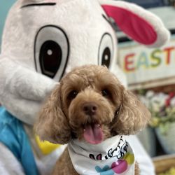 MaryMac's Doggie Retreat - Rufus' picture with the Easter Bunny!