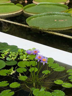 Giardini Botanici di Villa Taranto by null