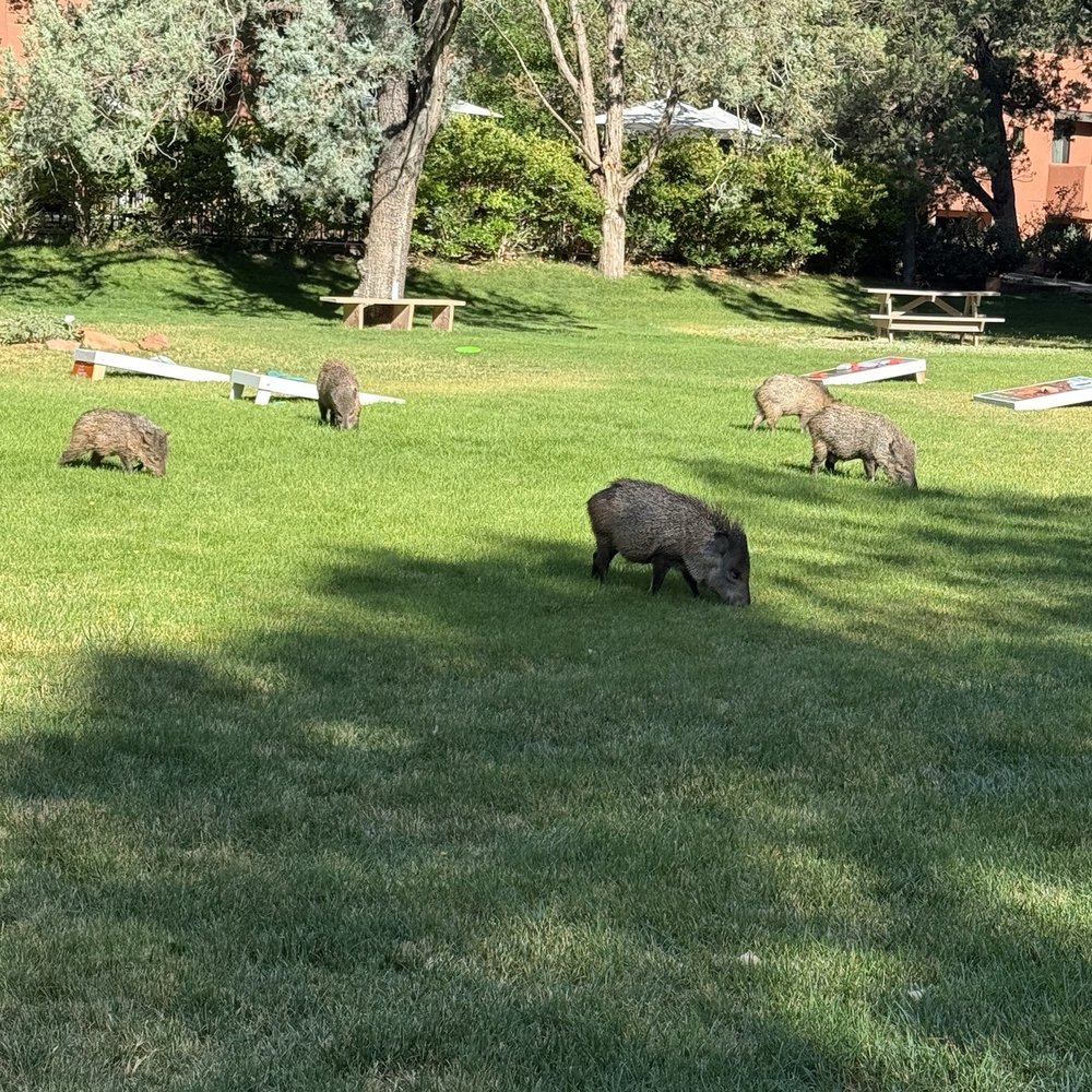 Enchantment Resort - Grazing on yummy golf grass - Resorts Near Me - Sedona, Arizona