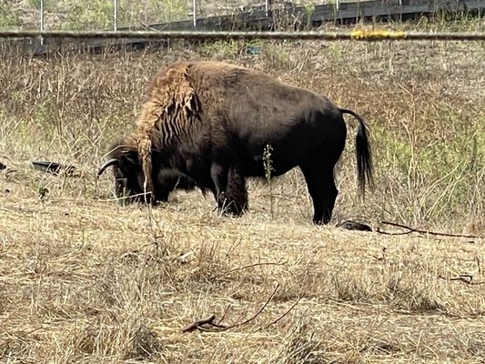 Bison Paddock by null