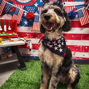 K9 Resorts - Chandler - Pet Boarding Near Me - Chandler, Arizona K9 Resorts - Chandler - Pet Boarding Near Me - Chandler, Arizona