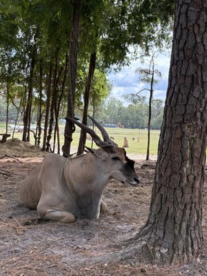 Aloha Safari Park by null
