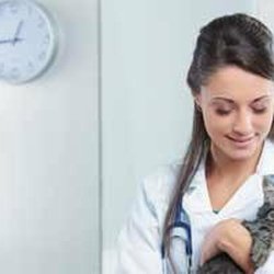 Plainview Veterinary Clinic - untitled