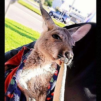 Rehoboth Beach - Surprises await.  This little kangaroo checking out Rehoboth's shops. - Beaches Near Me - Rehoboth Beach, Delaware