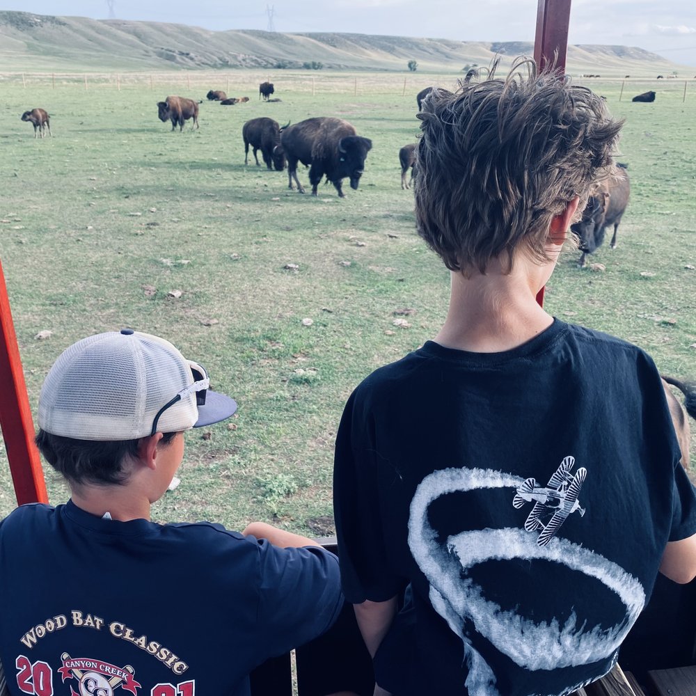Terry Bison Ranch Resort - Feeding the bison is the highlight - Venues & Event Spaces Near Me - Cheyenne, Wyoming