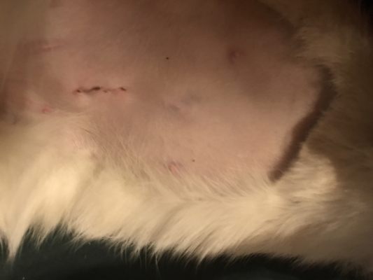 AMERICAN VETERINARY HOSPITAL 201 Greenhorn Rd, Yreka, California