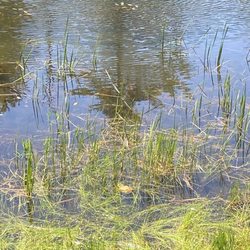 Mass Audubon Pleasant Valley Wildlife Sanctuary - Bullfrogs.