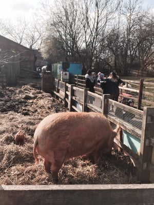 Hackney City Farm by null