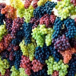 Stone Crest Vineyard