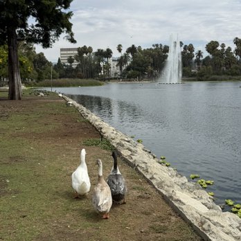 Echo Park Lake - Parks Near Me - Los Angeles, California Echo Park Lake - Parks Near Me - Los Angeles, California