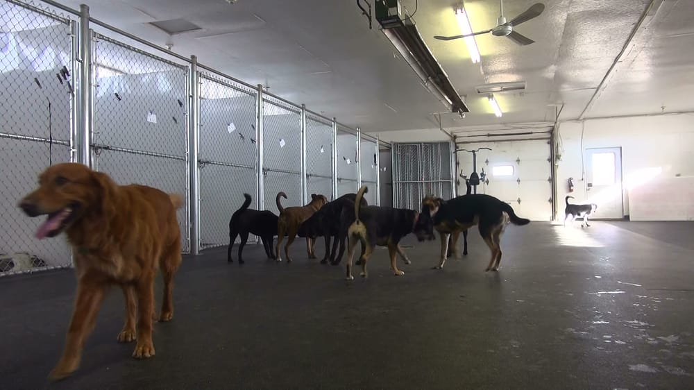 KENDEL KENNELS Updated May 2024 2820 Sperring Ave, East St Paul