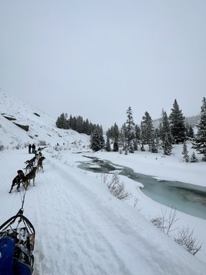 Jackson Hole Iditarod Sled Dog Tours by null
