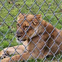 Gulf Breeze Zoo
