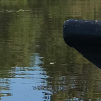 Ultimate Swamp Adventures - Picture of the cigarette butt flicked into the swamp by our tour guide. - Tours Near Me - Westwego, Louisiana