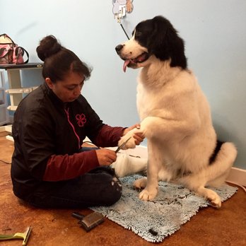 Cheeky Bubbles - Gretel, getting a mani-pedi by Rosanne. - Pet Groomers Near Me - Santa Fe, New Mexico Cheeky Bubbles - Gretel, getting a mani-pedi by Rosanne. - Pet Groomers Near Me - Santa Fe, New Mexico