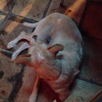 Giacomo's Cibo e Vino - Dog friendly patio - Italian Near Me - Houston, Texas