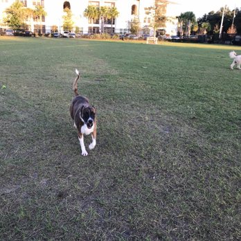Lake Druid Park Dog Run - Dog Parks Near Me - Orlando, Florida