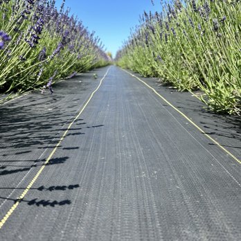 B & B Family Farm - Lavender - Walking Tours Near Me - Sequim, Washington