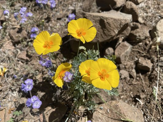 Patagonia Lake State Park by null