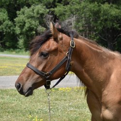 Wolcott Farms - Ivy- AQHA mare who is looking for her forever home