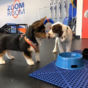 Zoom Room Dog Training - Sallie.Springer (check me out on IG) meeting my new bestie, Pichi, and zooming all over the place at ZoomRoom LB!! - Pet Training Near Me - Long Beach, California Zoom Room Dog Training - Sallie.Springer (check me out on IG) meeting my new bestie, Pichi, and zooming all over the place at ZoomRoom LB!! - Pet Training Near Me - Long Beach, California