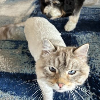Happy Cat Grooming - Face trim - Pet Groomers Near Me - Cypress, California