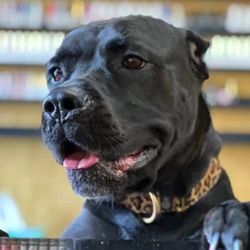 Nailchíc - QUEENG OUR THERAPY DOG! dog therapy