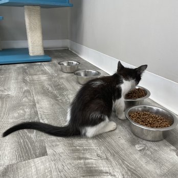 Hawai'i Cat Café - Pet Adoption Near Me - Honolulu, Hawaii Hawai'i Cat Café - Pet Adoption Near Me - Honolulu, Hawaii