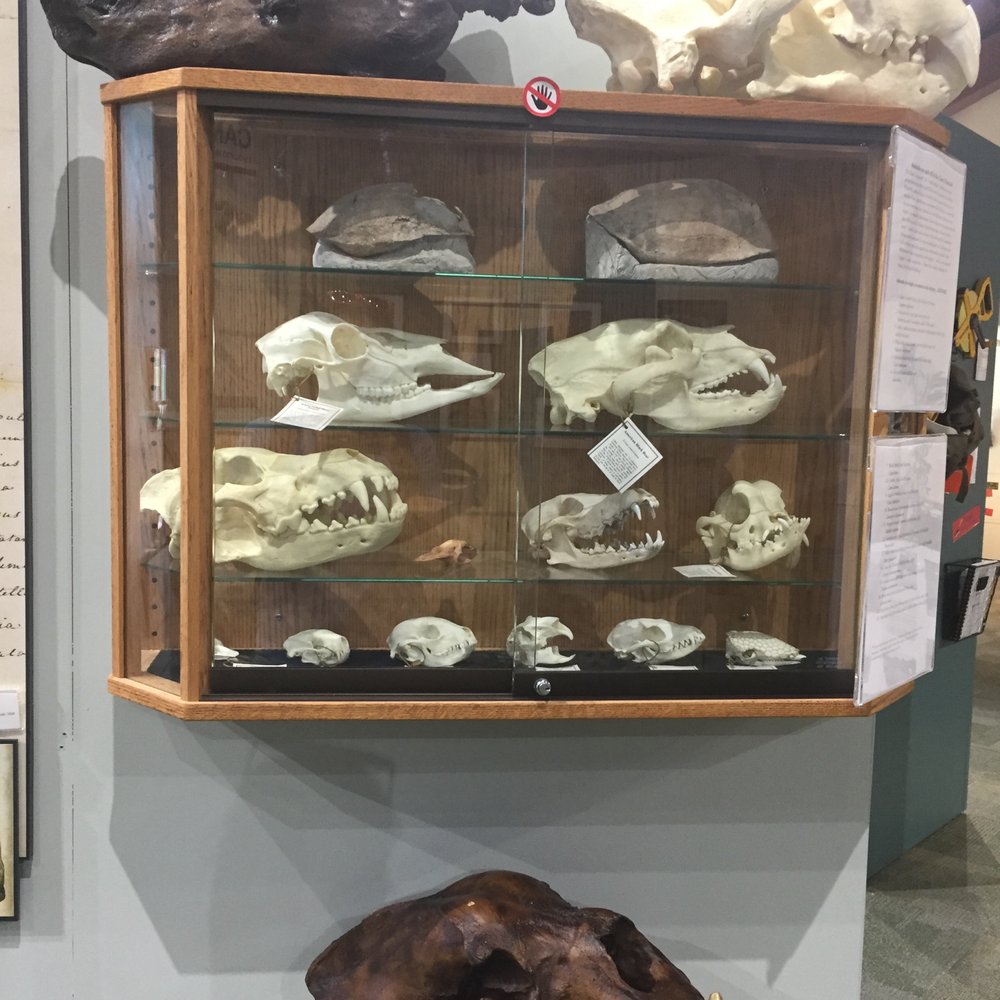 Blackwater Draw Museum - Skull exhibit case - Museums Near Me - Portales, New Mexico