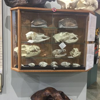 Blackwater Draw Museum - Skull exhibit case - Museums Near Me - Portales, New Mexico Blackwater Draw Museum - Skull exhibit case - Museums Near Me - Portales, New Mexico