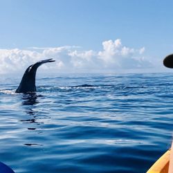 Maui Ocean Sports