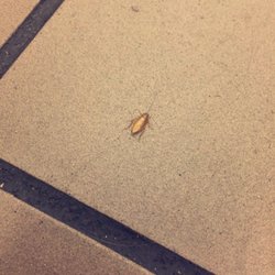 Dunkin' - Cockroach in the lobby