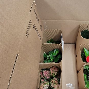 The UPS Store - Live plants - Printing Services Near Me - San Diego, California The UPS Store - Live plants - Printing Services Near Me - San Diego, California