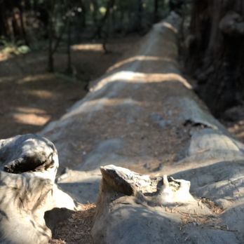 Hendy Woods State Park - Parks Near Me - Philo, California