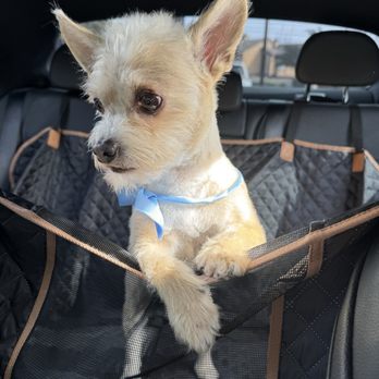 Super iDog Grooming - Perfect cut - Pet Groomers Near Me - Ontario, California